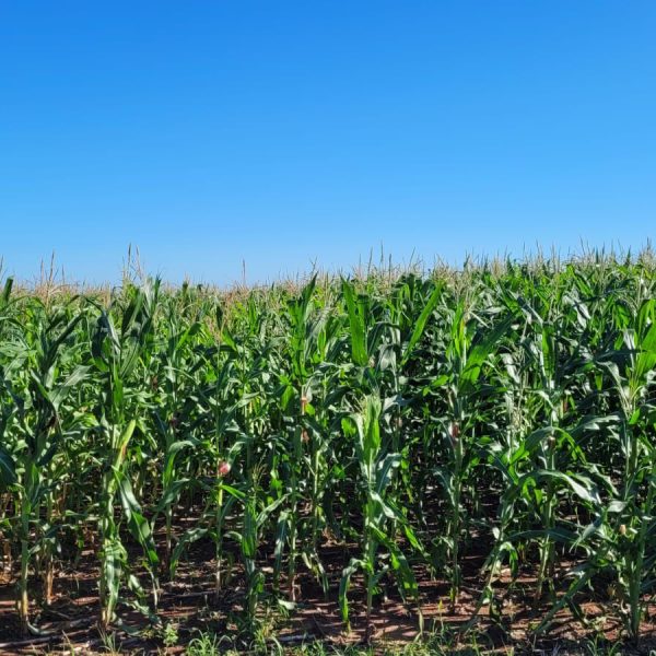 WhatsApp Image 2025-10-28 at 10.51.52 (1)