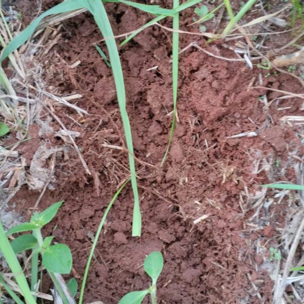 WhatsApp Image 2025-11-02 at 21.54.22 (1)