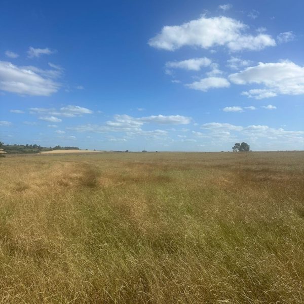 WhatsApp Image 2025-11-28 at 15.31.17