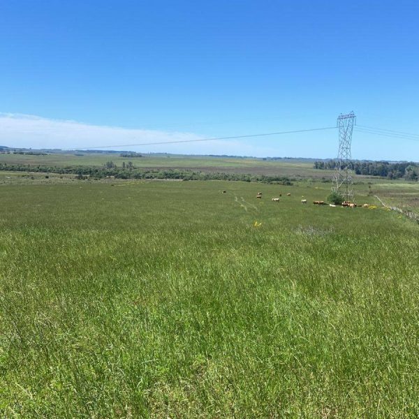 WhatsApp Image 2025-11-29 at 15.36.53