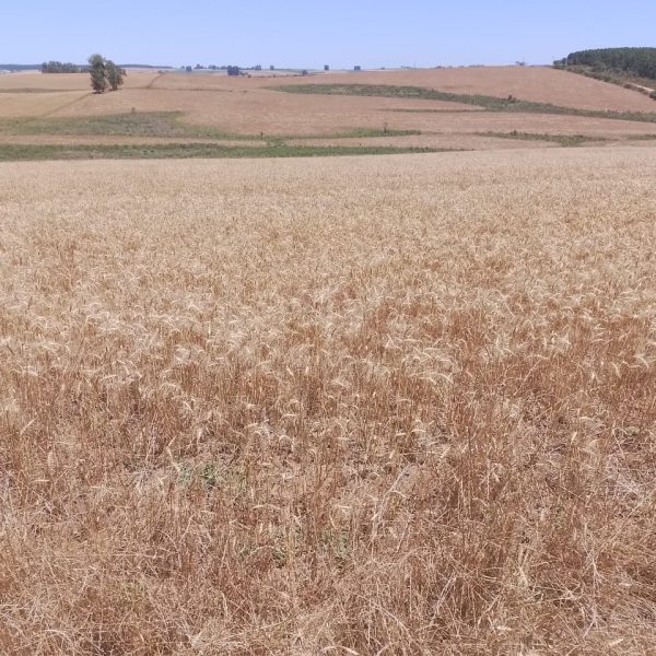 WhatsApp Image 2025-12-20 at 16.33.48 (2)