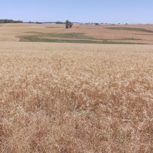 WhatsApp Image 2025-12-20 at 16.33.48