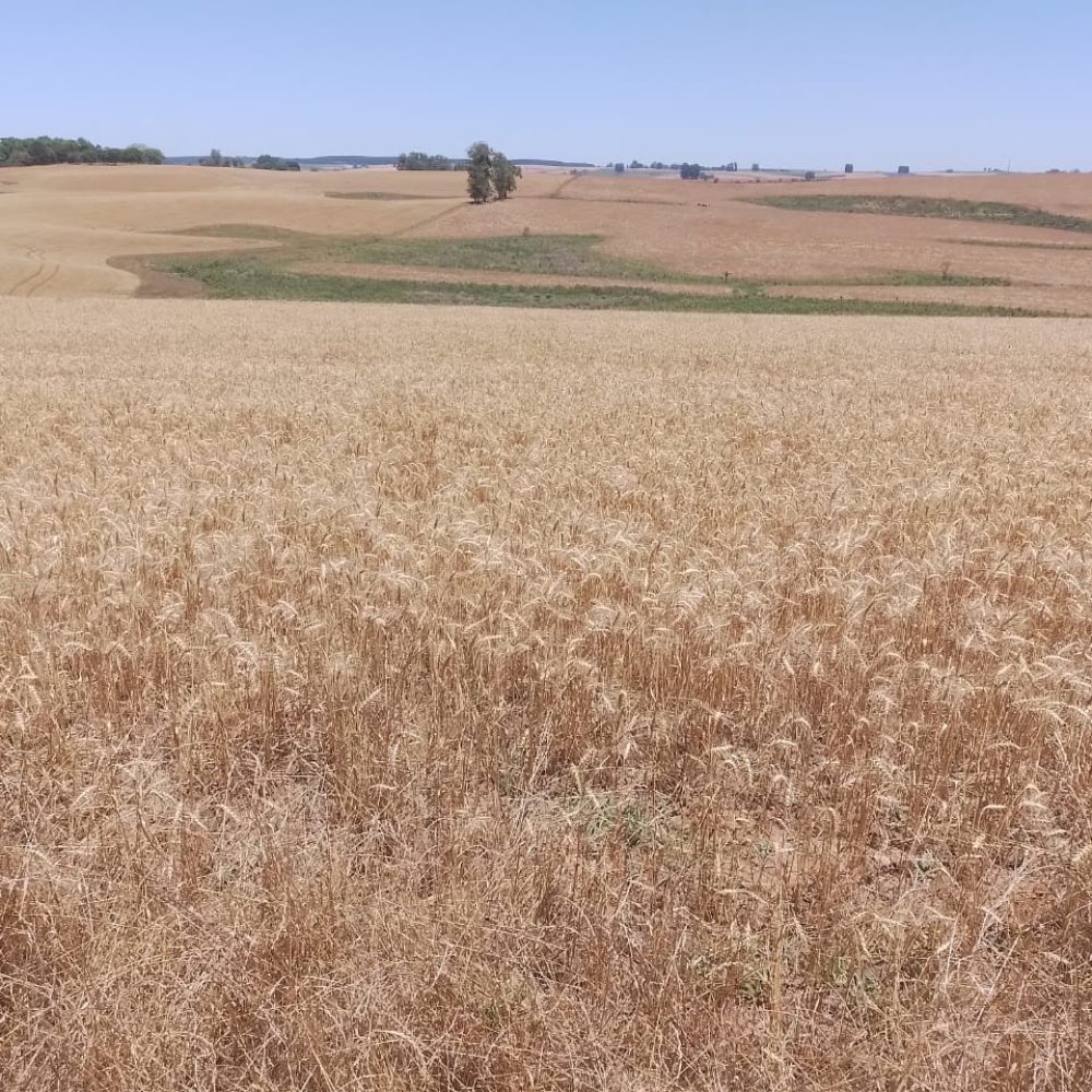 WhatsApp Image 2025-12-20 at 16.33.48