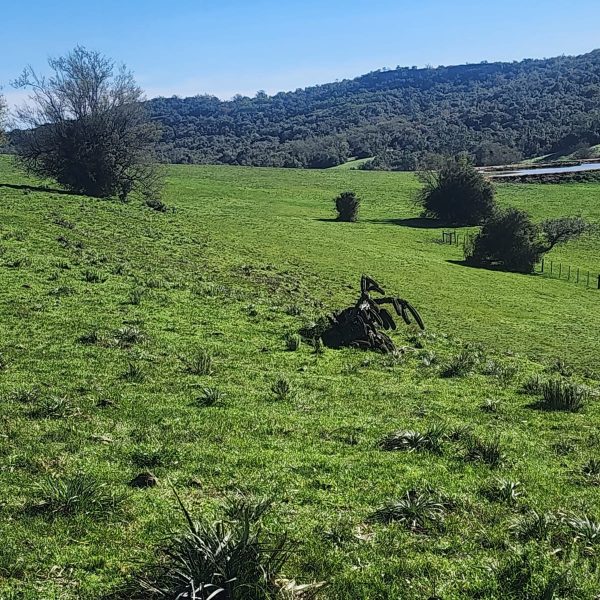 WhatsApp Image 2026-01-01 at 20.38.38 (1)