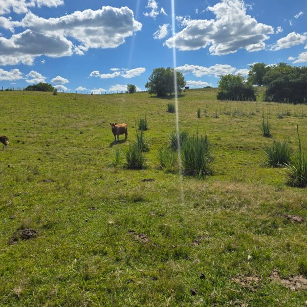 WhatsApp Image 2026-01-01 at 20.38.38 (2)