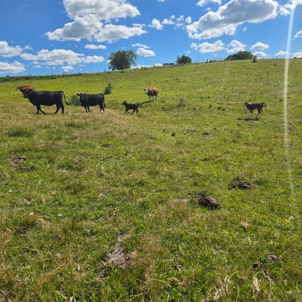 WhatsApp Image 2026-01-01 at 20.38.38 (3)