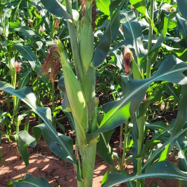 WhatsApp Image 2026-02-12 at 07.02.29