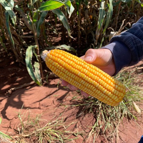 WhatsApp Image 2026-02-12 at 07.02.31 (1)