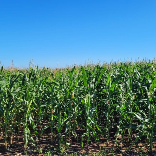 WhatsApp Image 2026-02-12 at 07.02.31 (2)